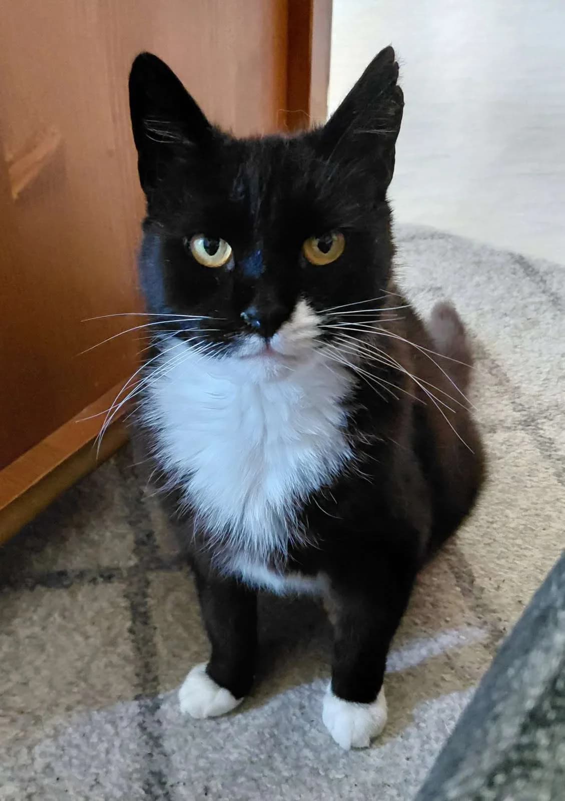 Mustaschen, female senior Mixed Breed for adoption at HKK Kalmar