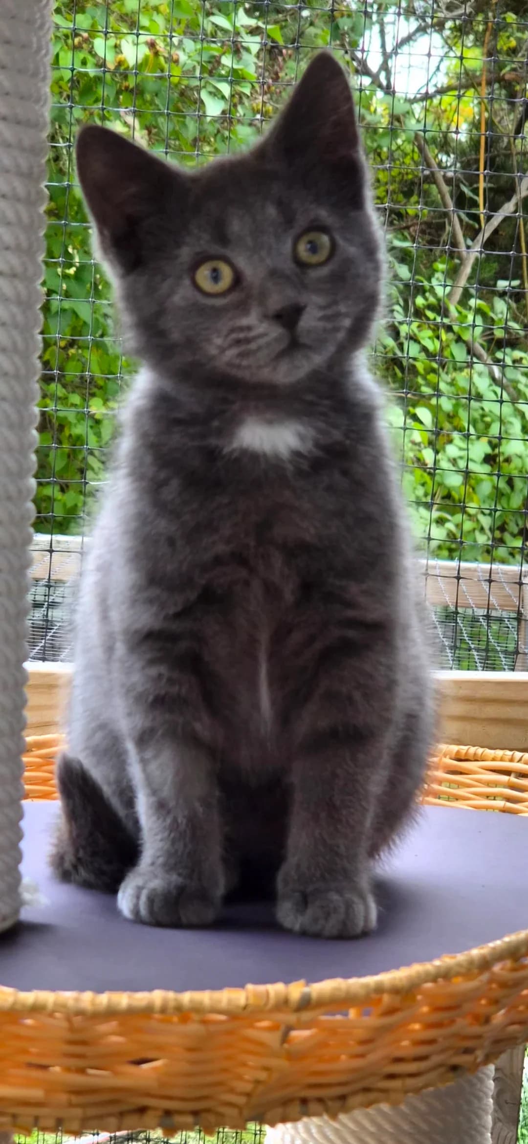 Nino, female puppy Mixed Breed for adoption at HKK Kalmar