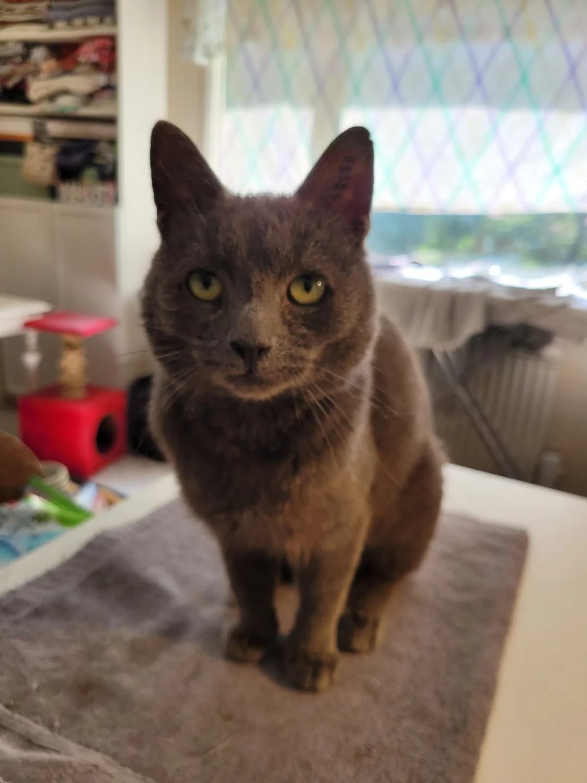 Onyx, Mixed Breed (HKK Kalmar)