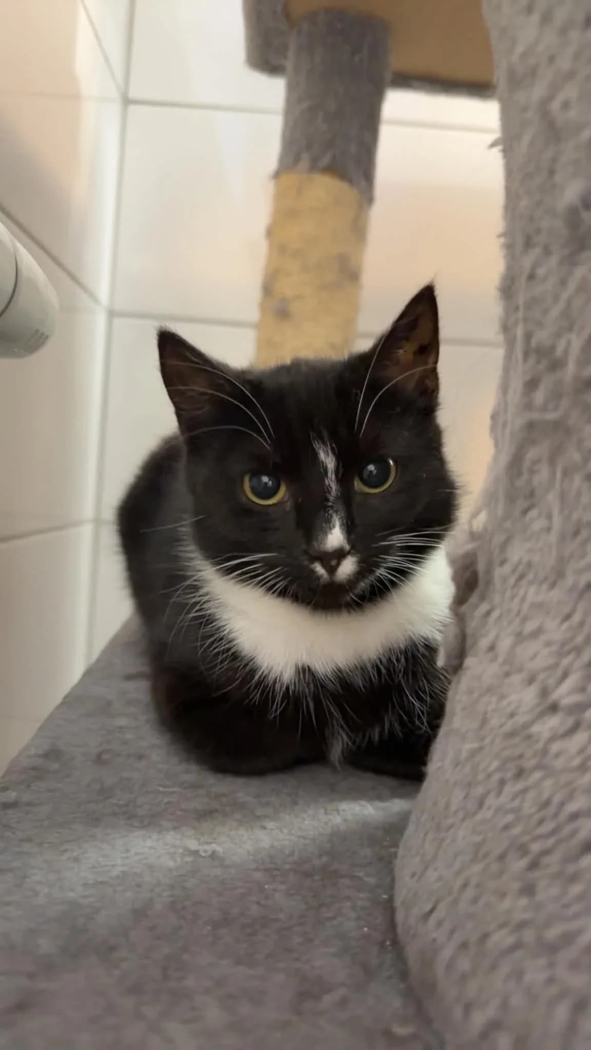 Persika, Mixed Breed (HKK Kalmar)