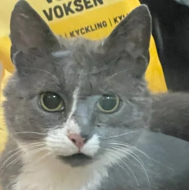 Stella, female 6yo Mixed Breed for adoption at HKK Kalmar