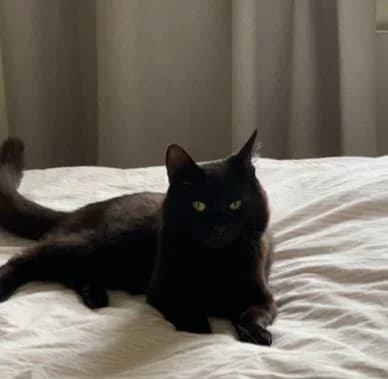 Svarten, Mixed Breed (HKK Kalmar)