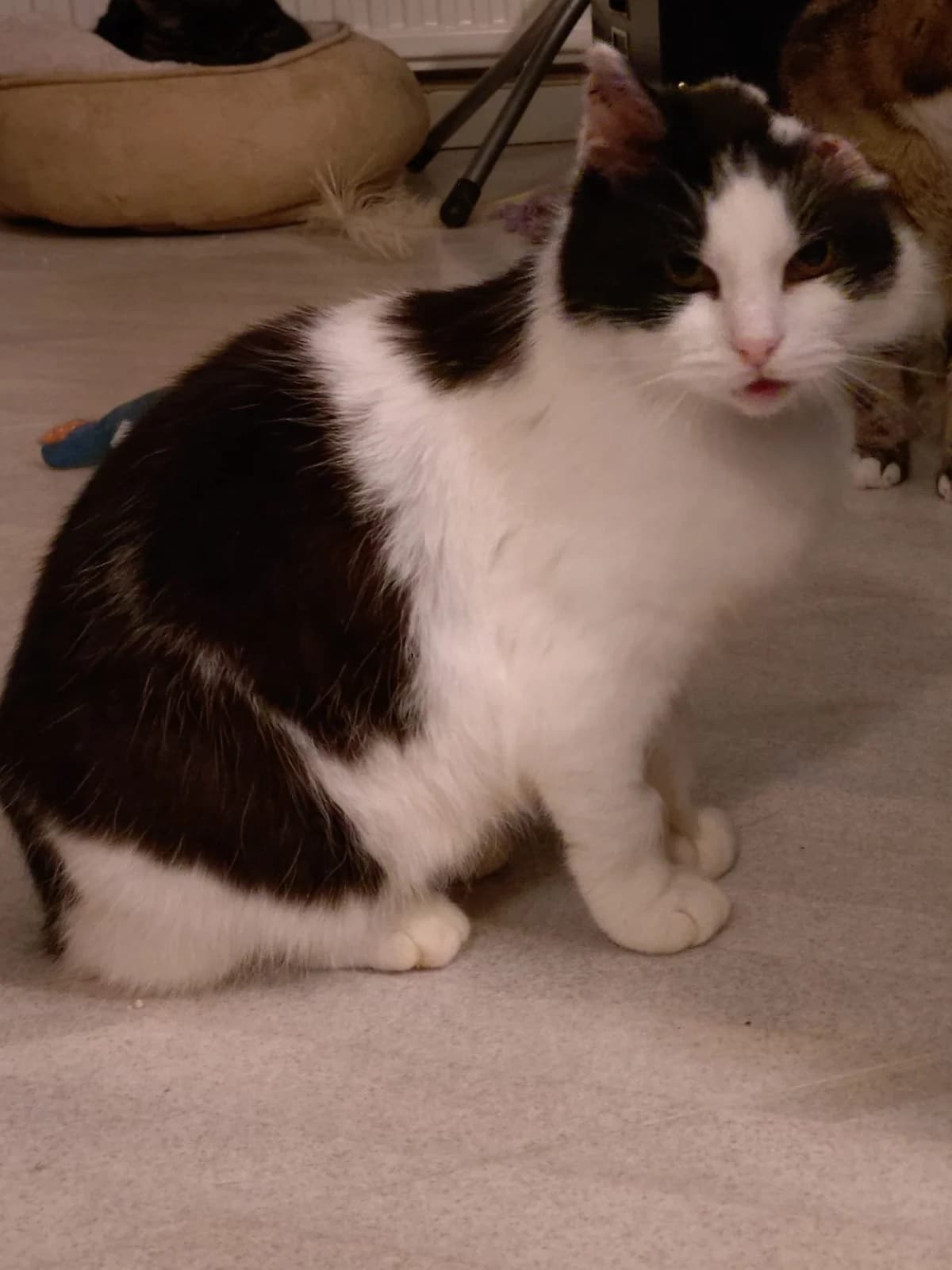 Tayka, female senior Mixed Breed for adoption at HKK Kalmar