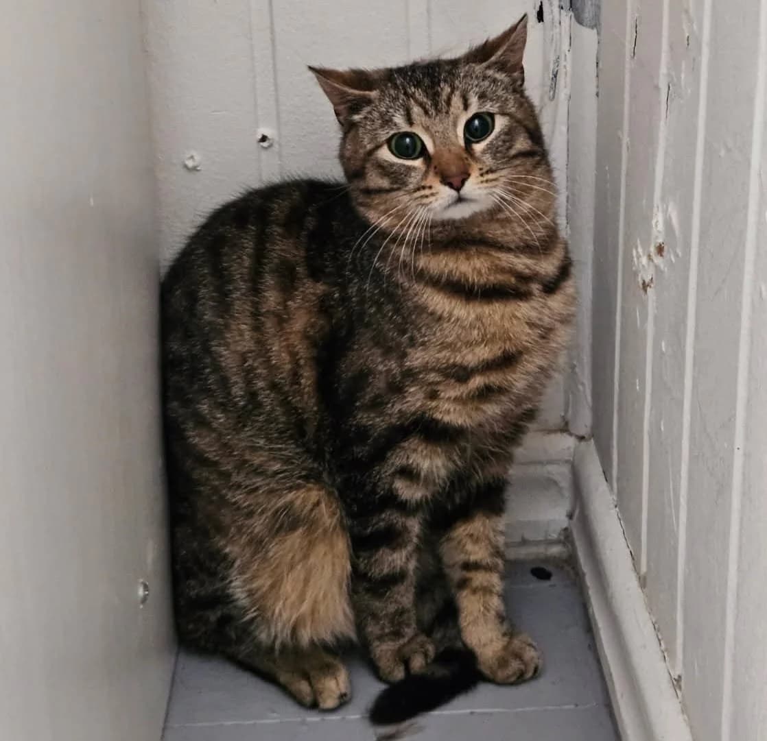 Tiagra, female 3yo Mixed Breed for adoption at HKK Kalmar
