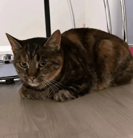 Tiara, female 5yo Mixed Breed for adoption at HKK Kalmar