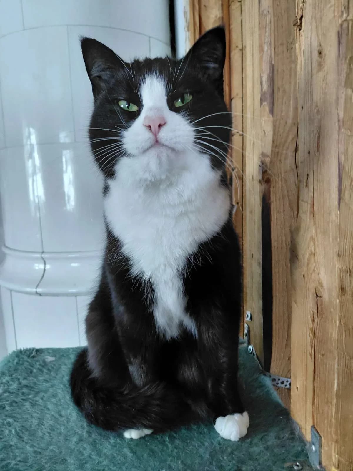Tida, Mixed Breed (HKK Kalmar)