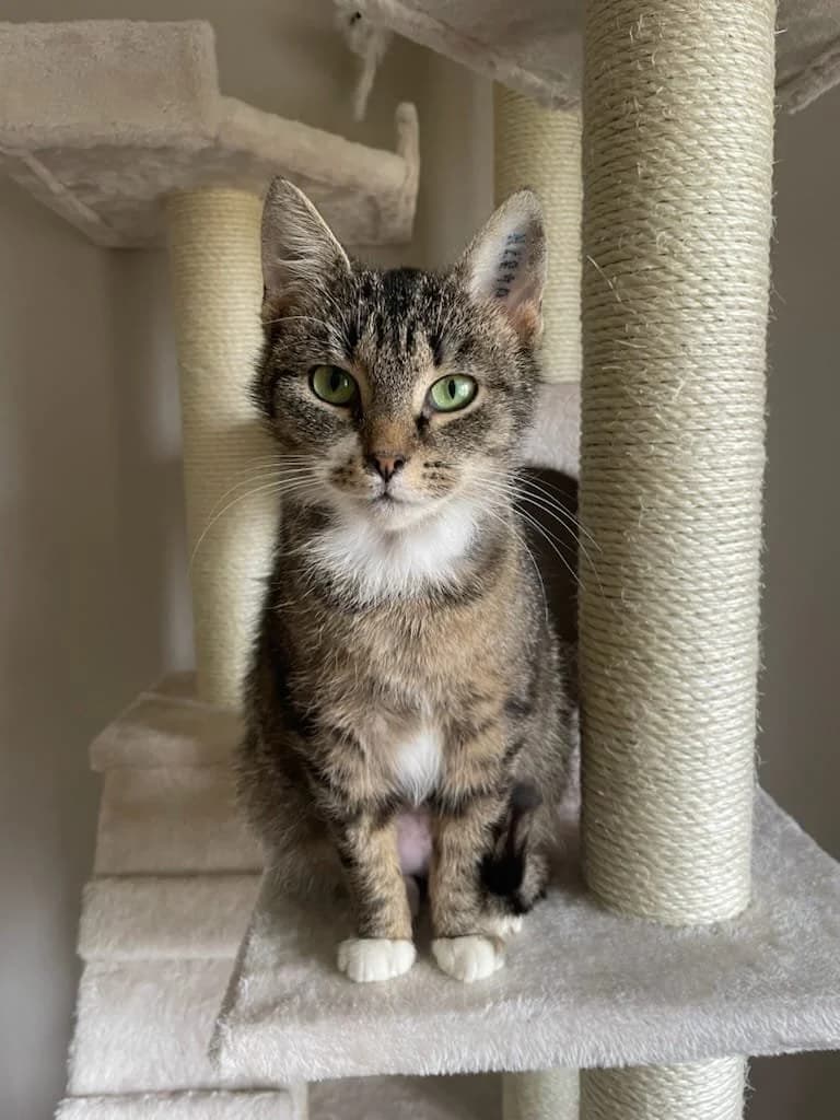Tossan, female Mixed Breed for adoption at HKK Kalmar