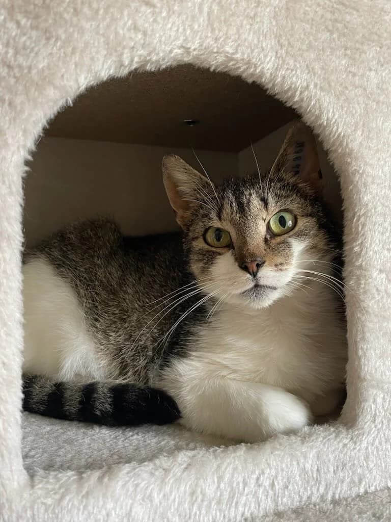 Trilla, female Mixed Breed for adoption at HKK Kalmar