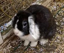 Loppan, female Mixed Breed for adoption at Humlebo Djur & Natur, Göteborg