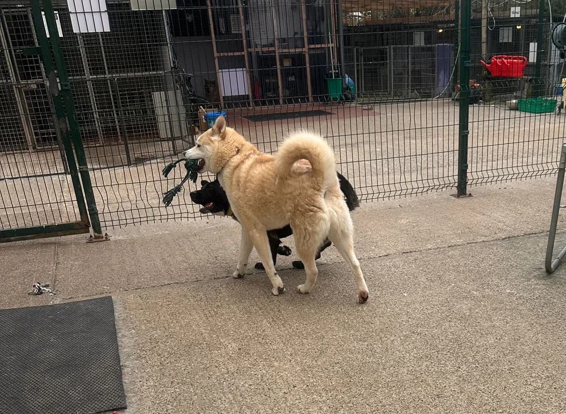 Bear, guld male 3yo Akita for adoption at Hundar Utan Hem, Stockholm