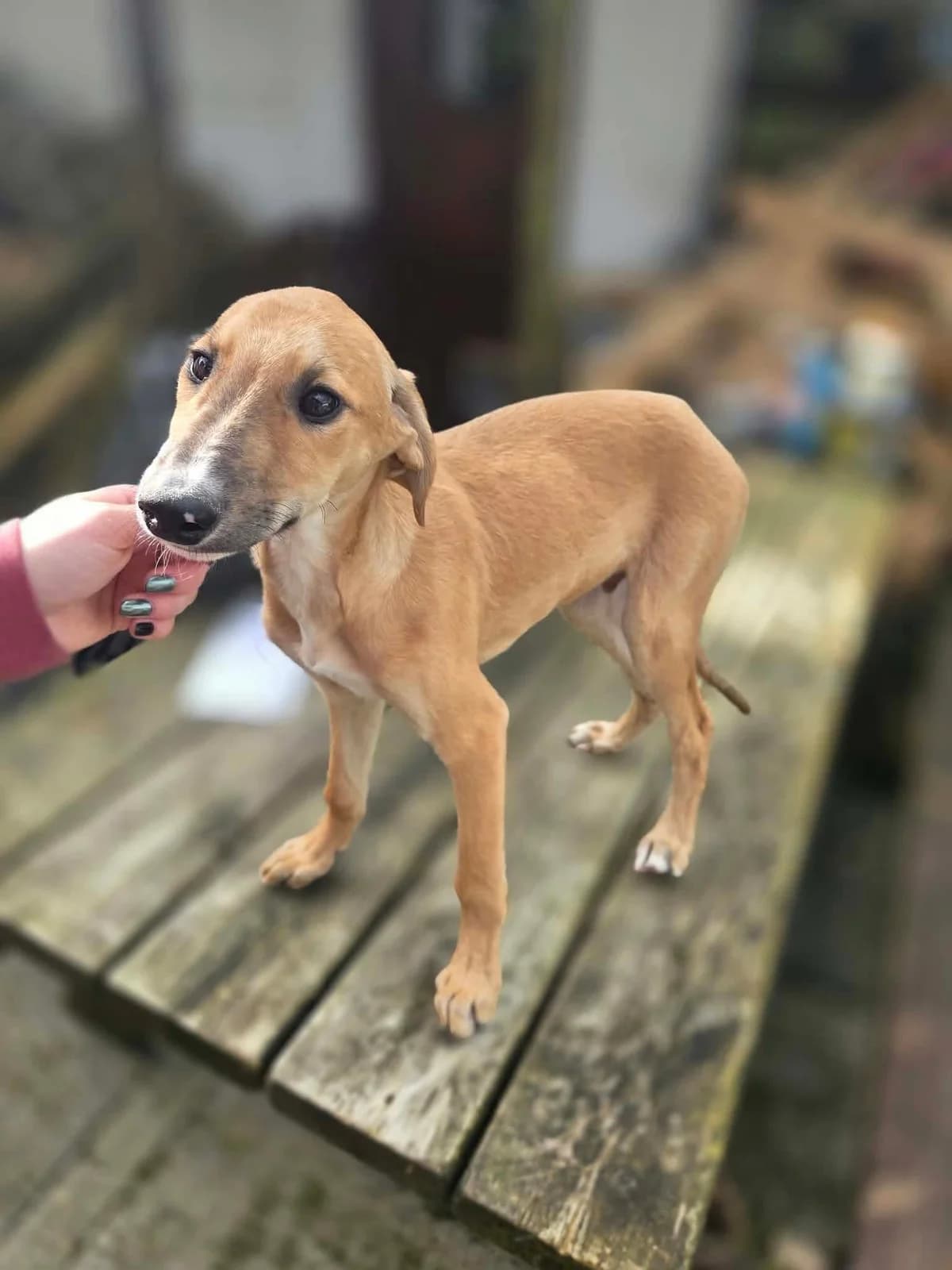 Cash, male puppy Lurcher for adoption at Hundar Utan Hem, Stockholm