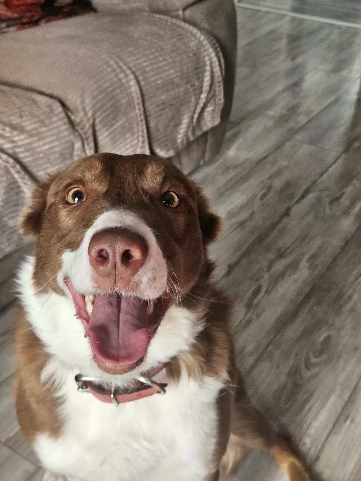 Coco, female 3yo Border Collie for adoption at Hundar Utan Hem, Stockholm