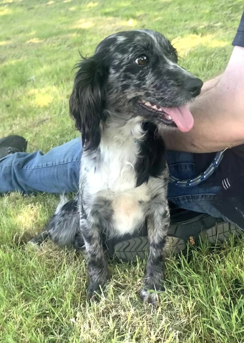 Coco, female young mixed breed for adoption at Hundar Utan Hem, Stockholm