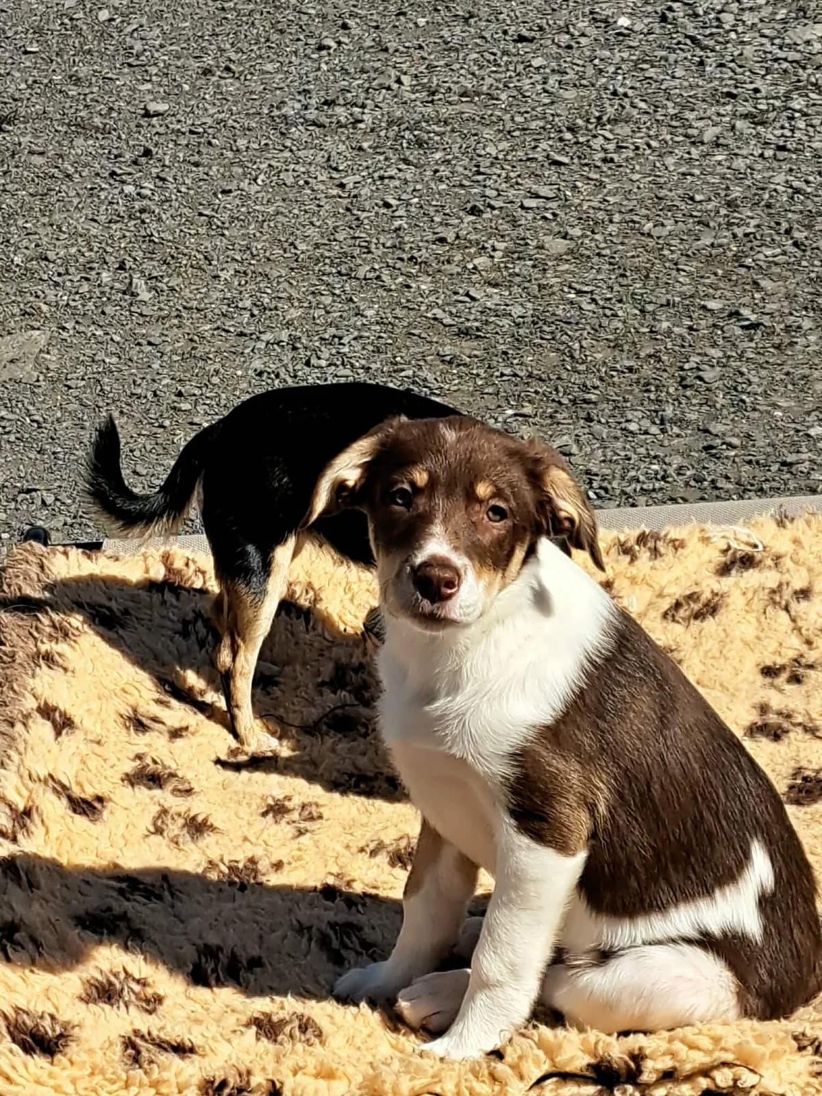 Emmy, female puppy Border Collie for adoption at Hundar Utan Hem, Stockholm