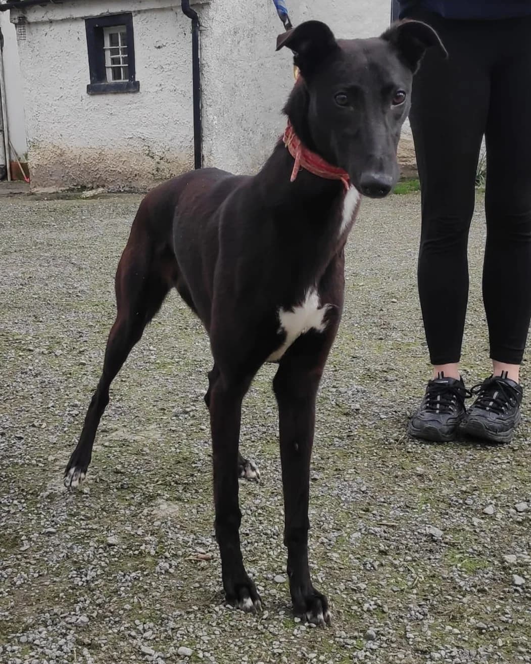 Fia, female puppy Lurcher for adoption at Hundar Utan Hem, Stockholm