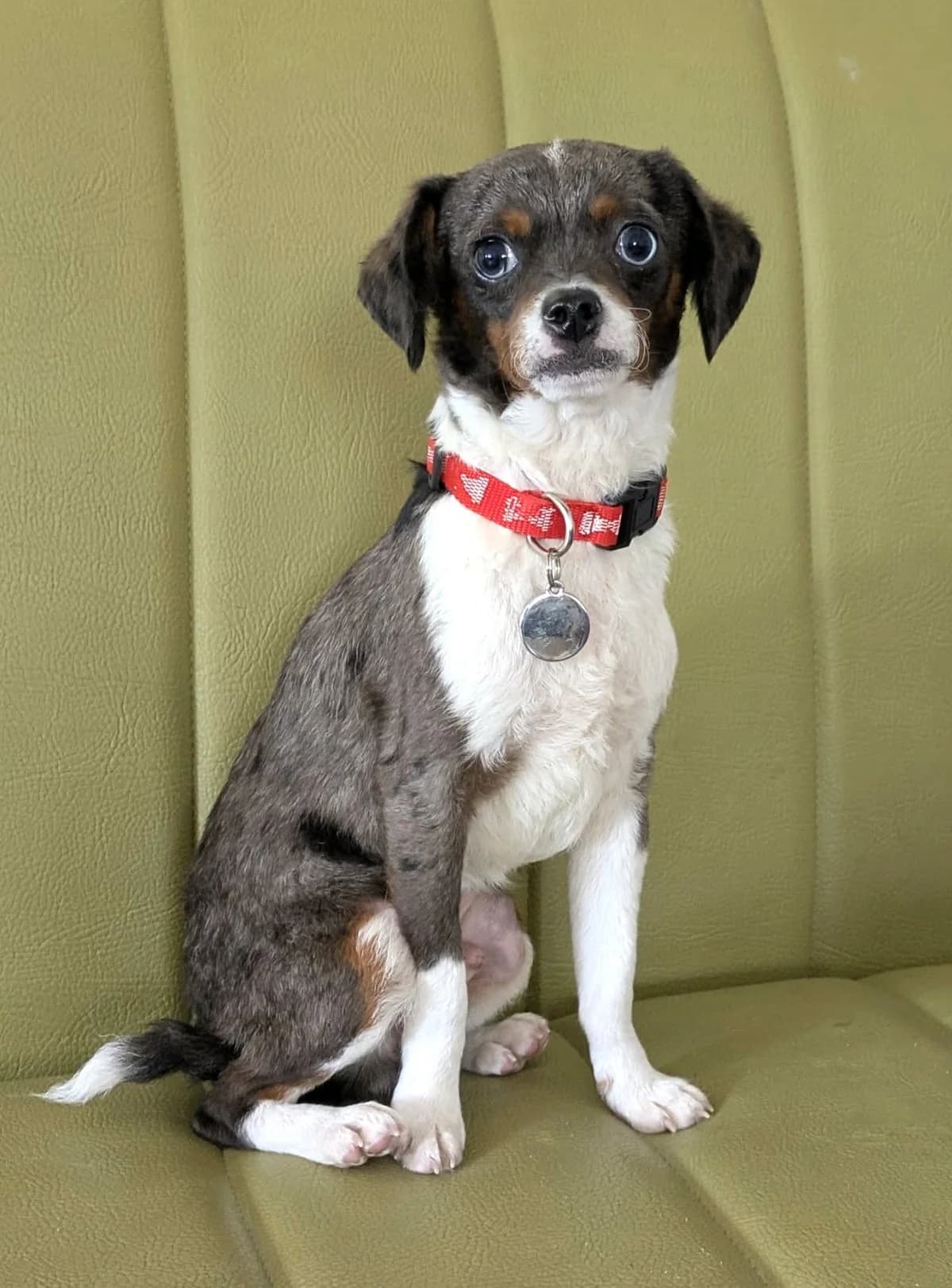 Fred, male puppy mixed breed for adoption at Hundar Utan Hem, Stockholm