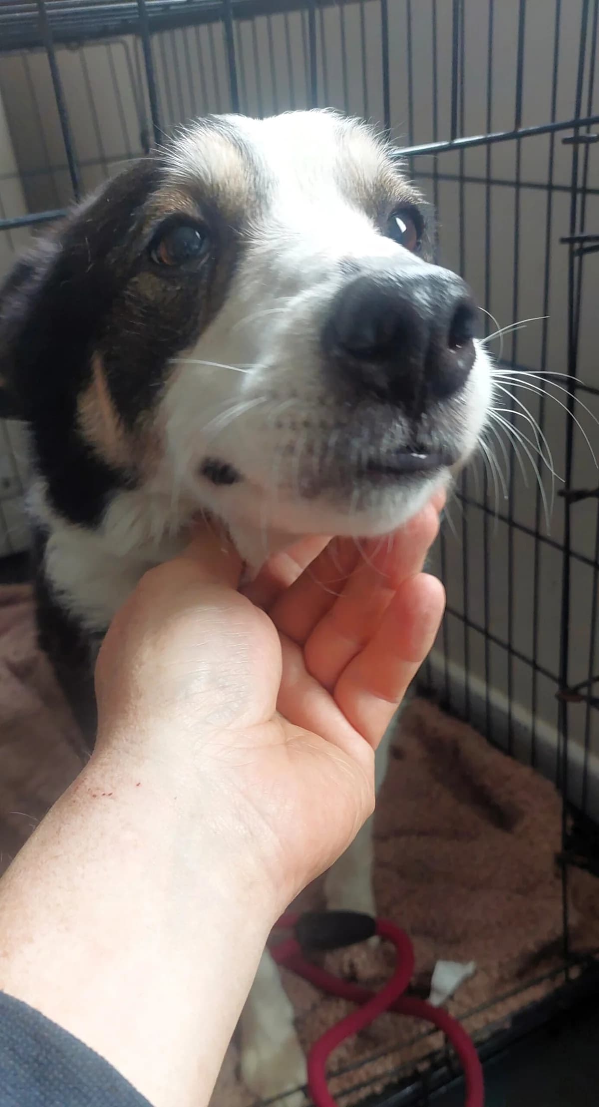 Gem, female senior Border Collie for adoption at Hundar Utan Hem, Stockholm