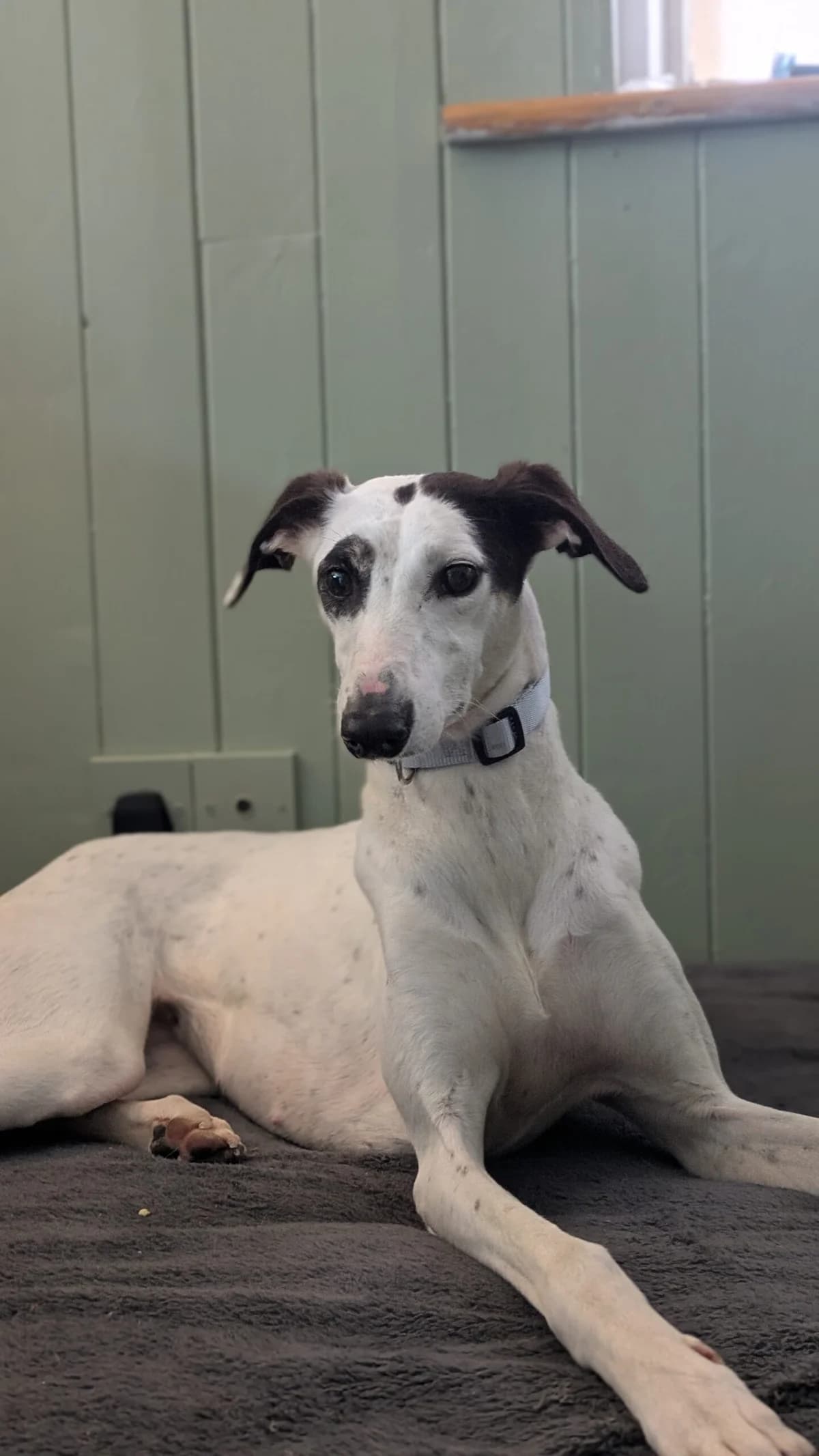Izzy, female young Whippet for adoption at Hundar Utan Hem, Stockholm