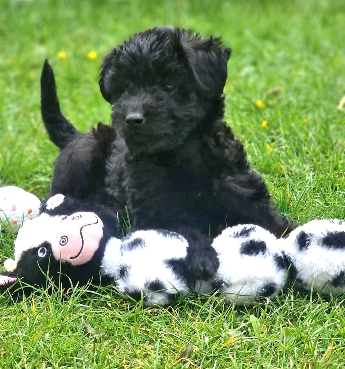 Jack, male puppy mixed breed for adoption at Hundar Utan Hem, Stockholm