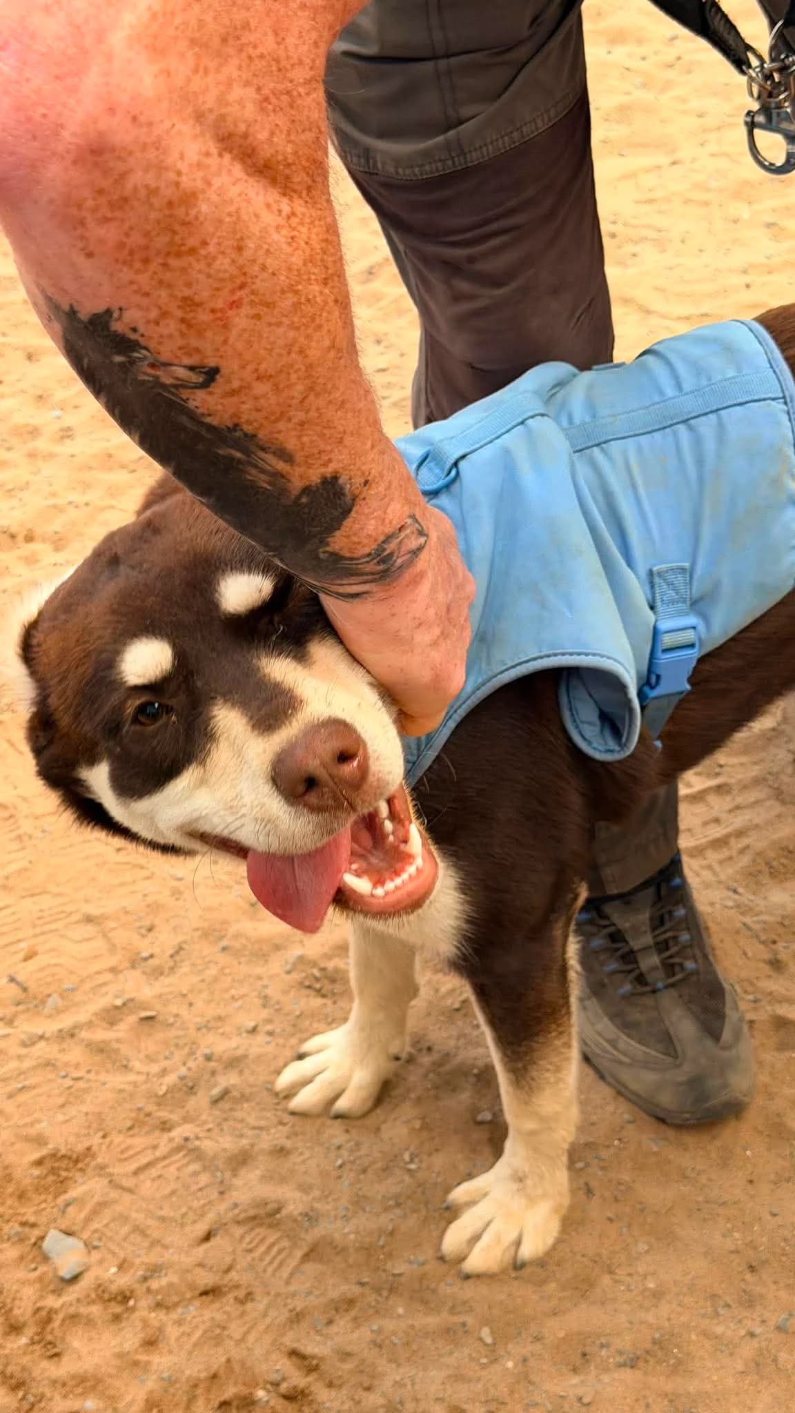 Jade, female puppy Husky for adoption at Hundar Utan Hem, Stockholm