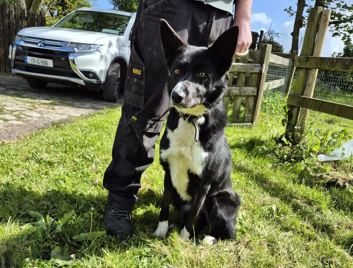 Jazz, female young Border Collie for adoption at Hundar Utan Hem, Stockholm