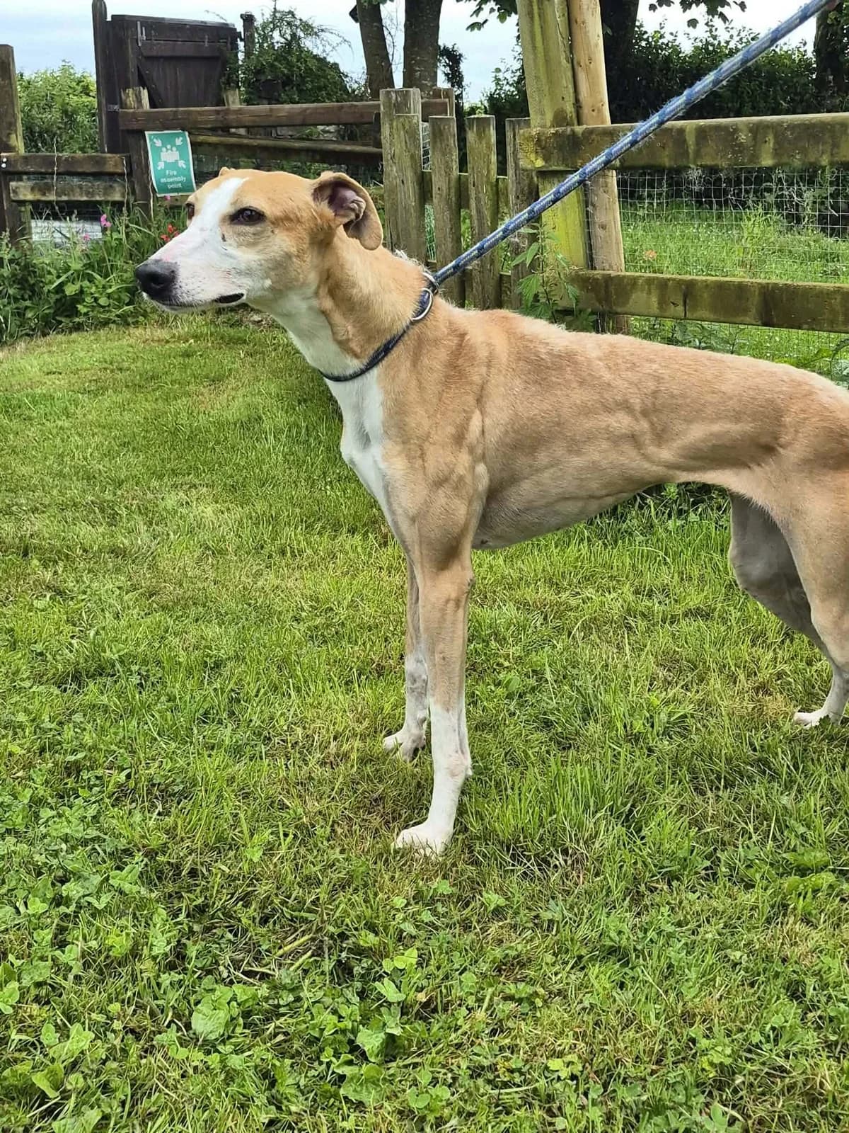 Key, female 4yo Lurcher for adoption at Hundar Utan Hem, Stockholm