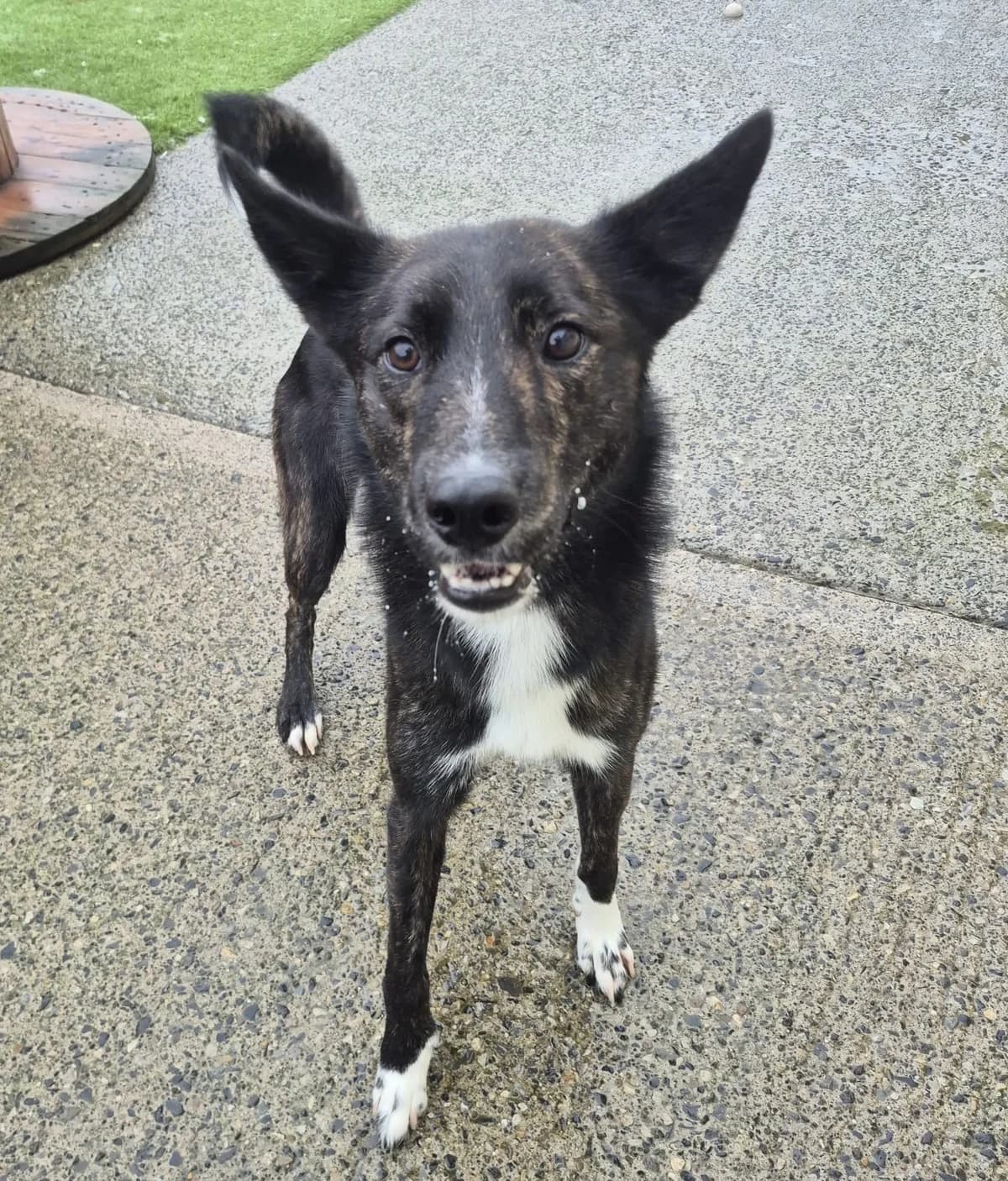 Leo, male young Husky for adoption at Hundar Utan Hem, Stockholm