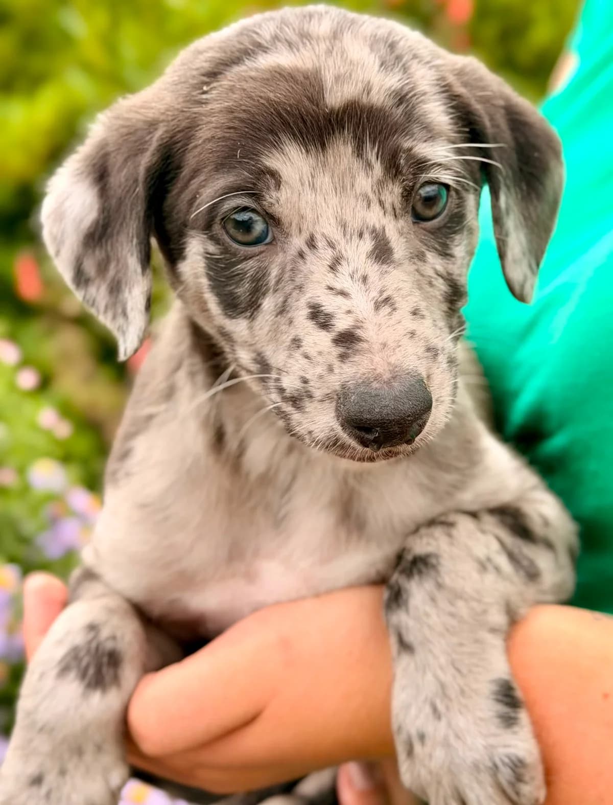 Levi, male puppy Lurcher for adoption at Hundar Utan Hem, Stockholm