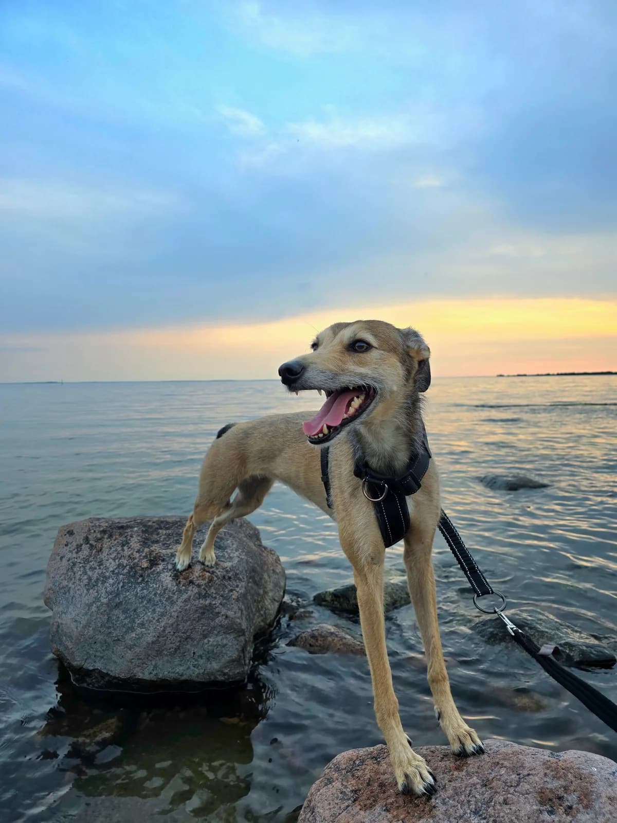 Lisa, female 4yo Greyhound for adoption at Hundar Utan Hem, Stockholm