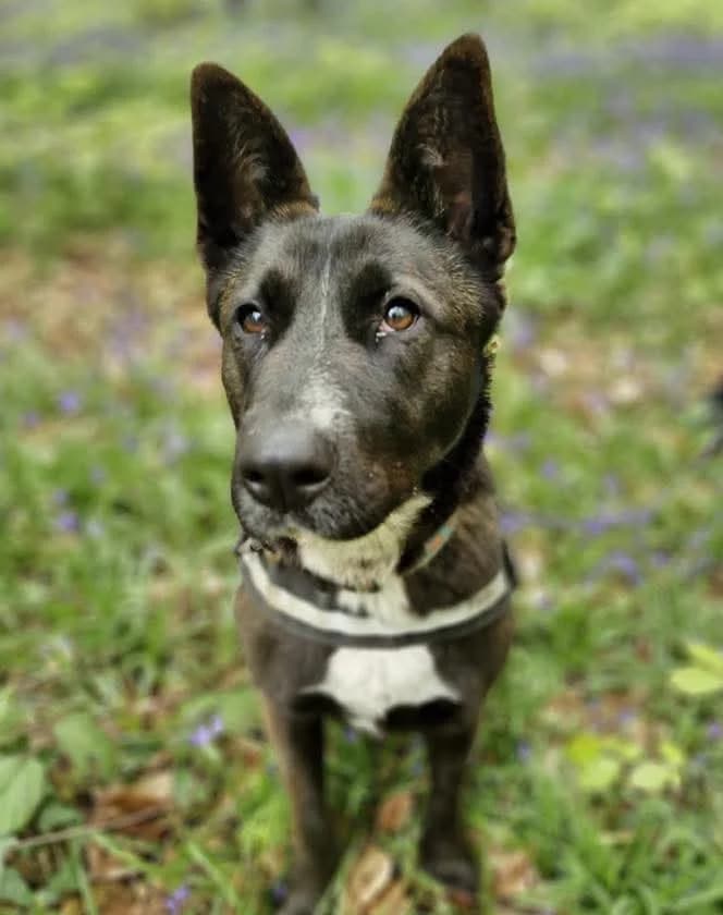 Lucy, female young mixed breed for adoption at Hundar Utan Hem, Stockholm