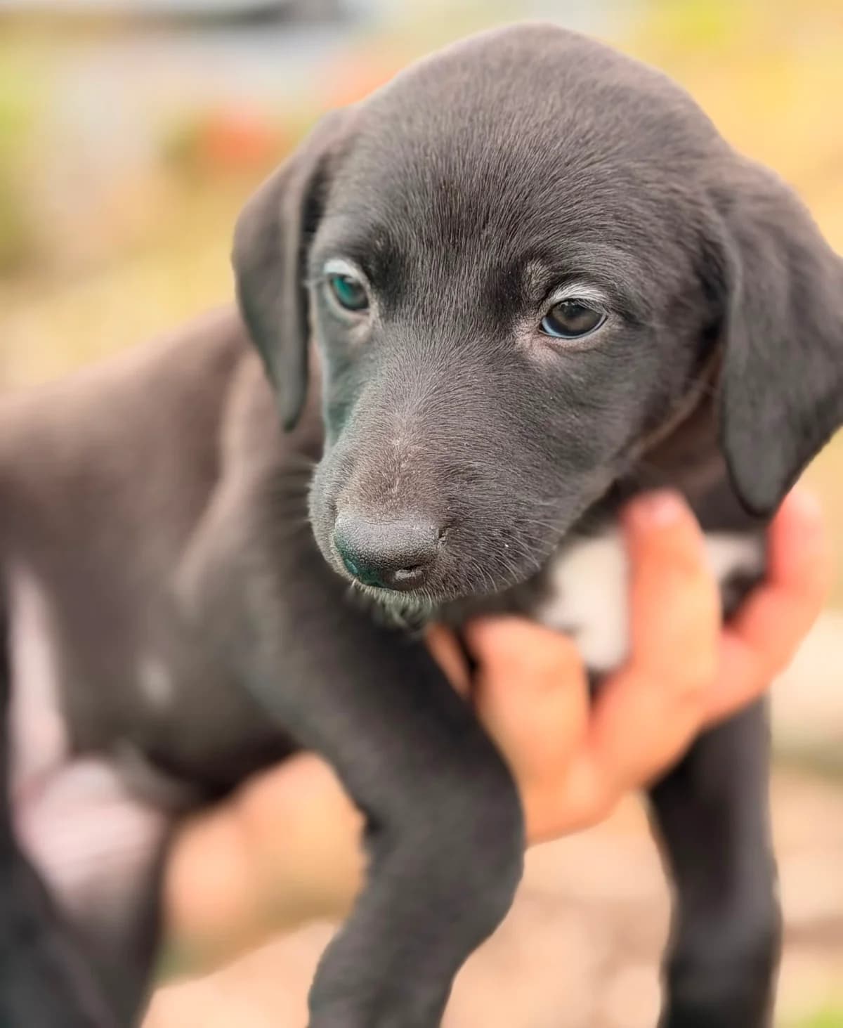 Luna, female puppy Lurcher for adoption at Hundar Utan Hem, Stockholm
