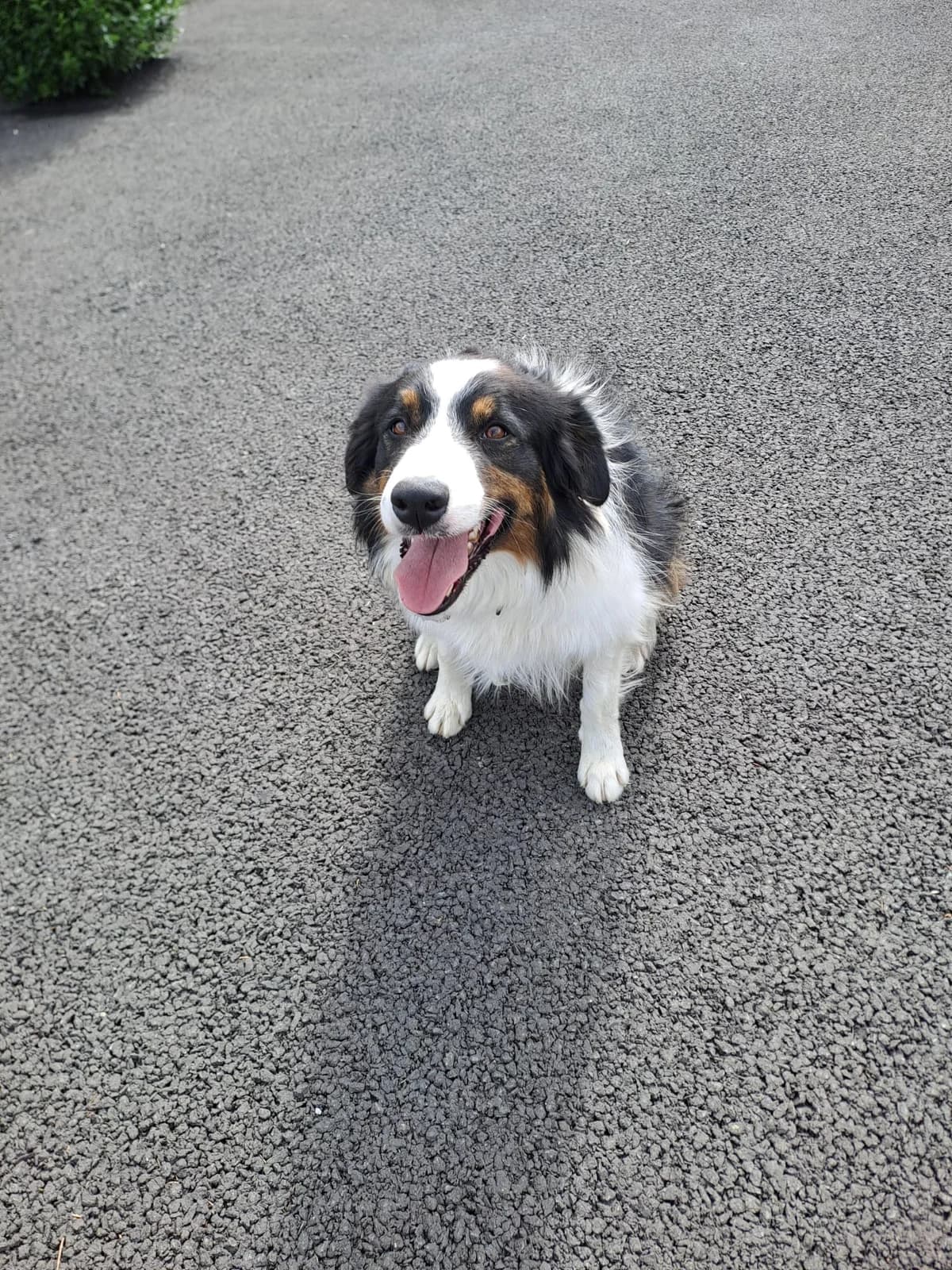 Max, male puppy Border Collie for adoption at Hundar Utan Hem, Stockholm