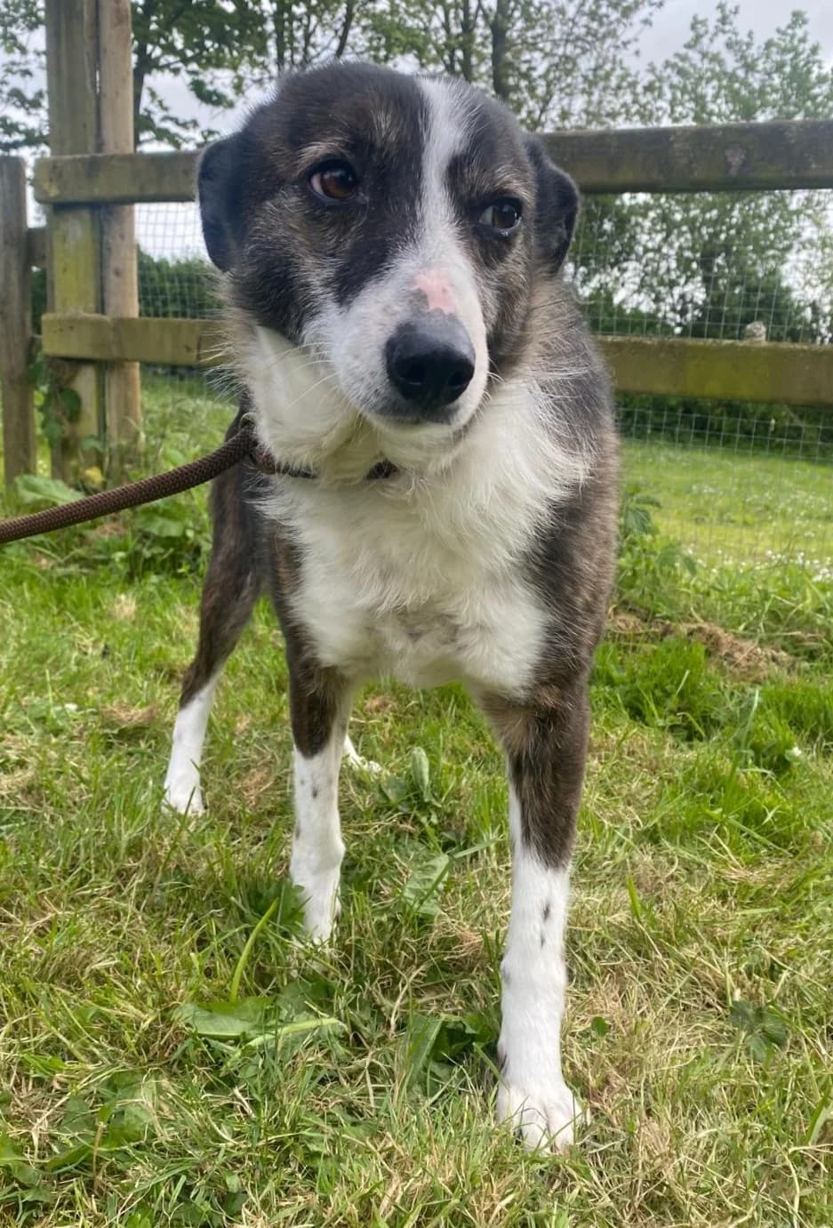 Mia, female 4yo Border Collie for adoption at Hundar Utan Hem, Stockholm
