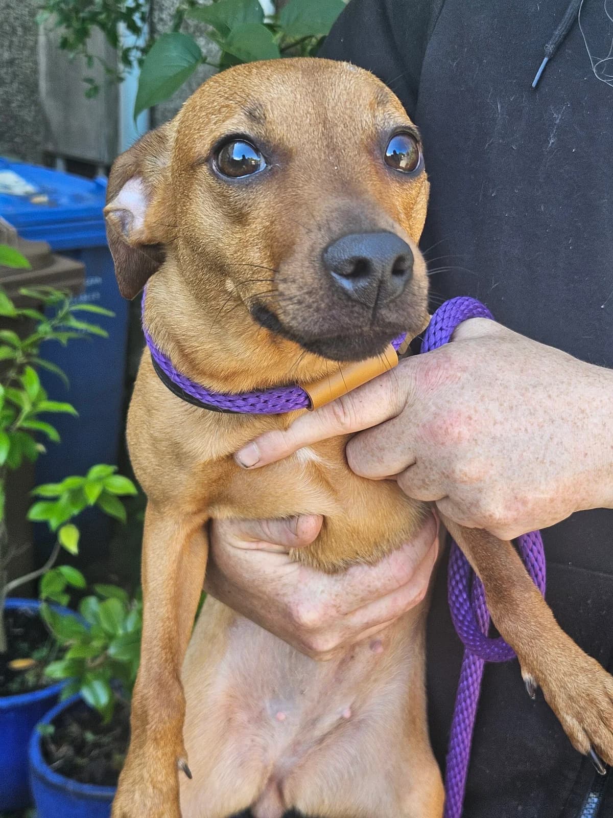 Mia, guld female young mixed breed for adoption at Hundar Utan Hem, Stockholm