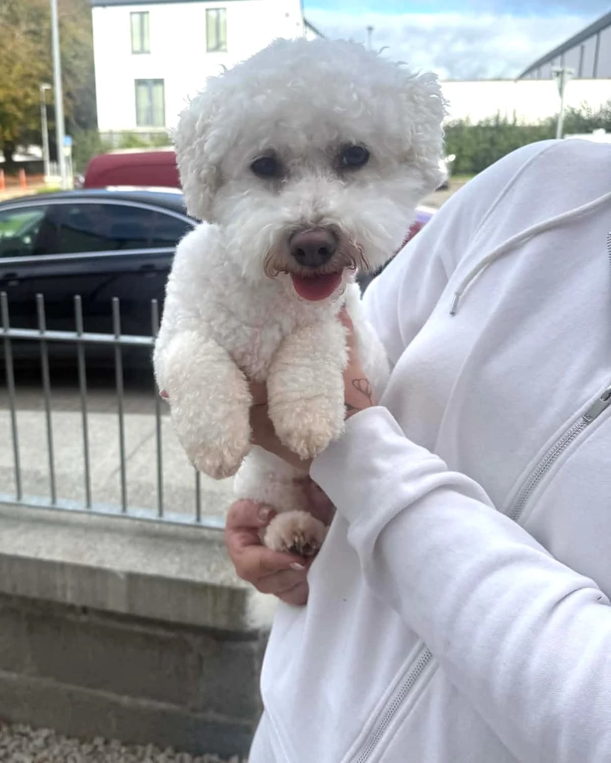 Milo, gra male 3yo Bichon Frisé for adoption at Hundar Utan Hem, Stockholm