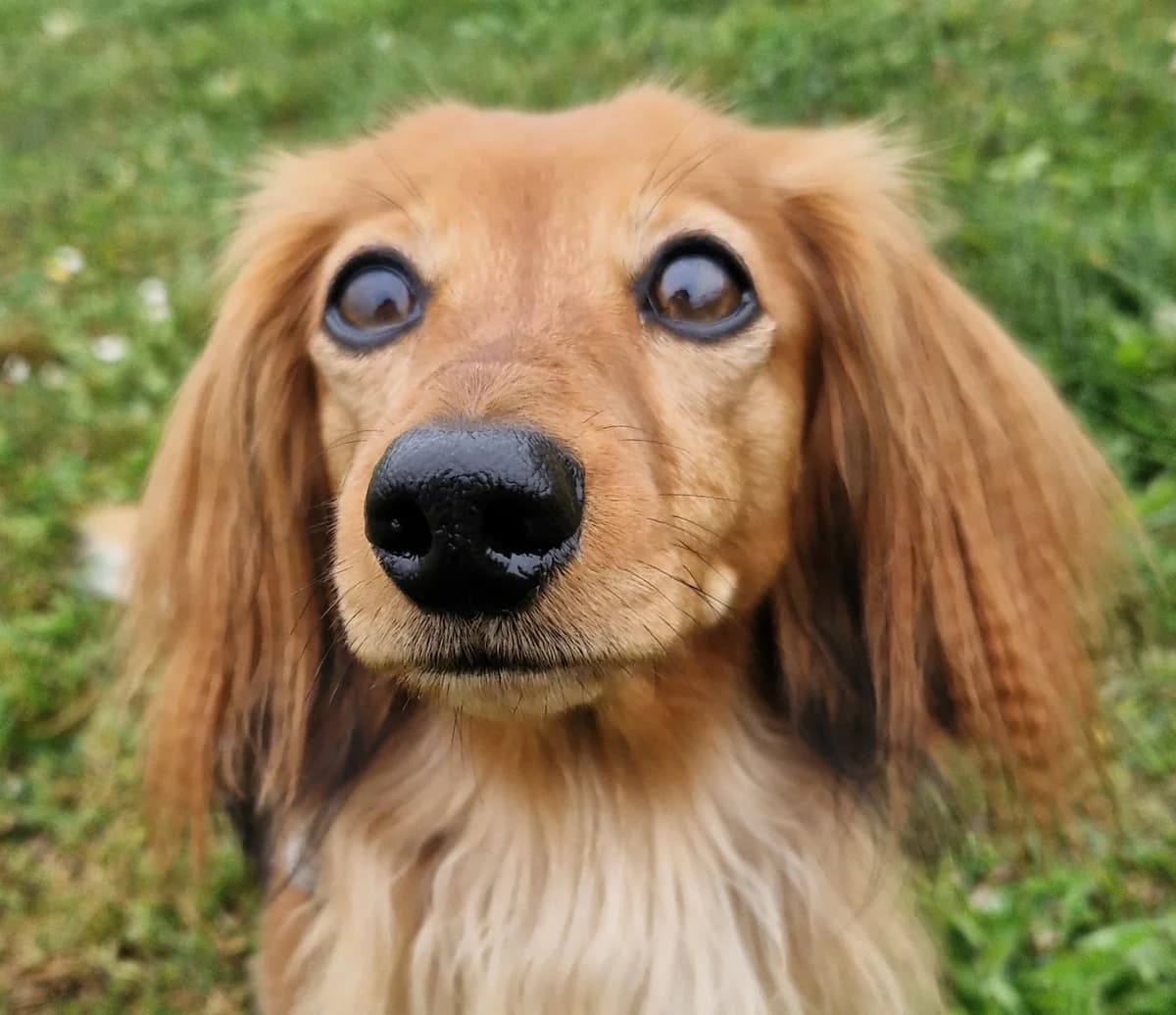 Nala, female 4yo mixed breed for adoption at Hundar Utan Hem, Stockholm