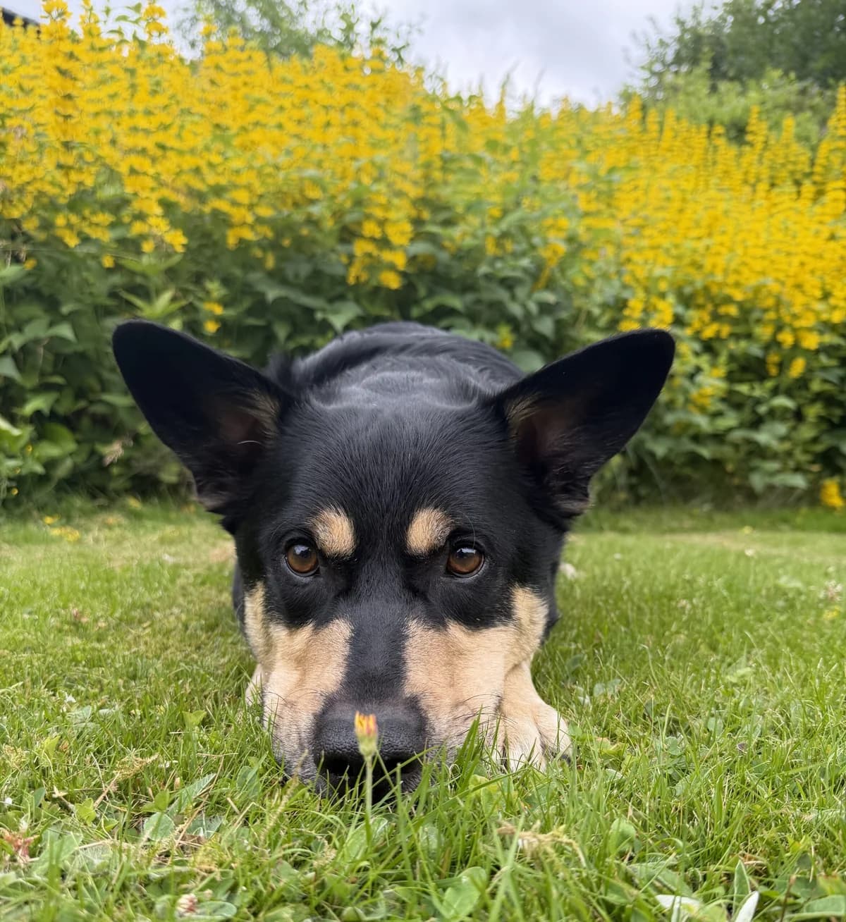 Nemo, grå male 4yo mixed breed for adoption at Hundar Utan Hem, Stockholm