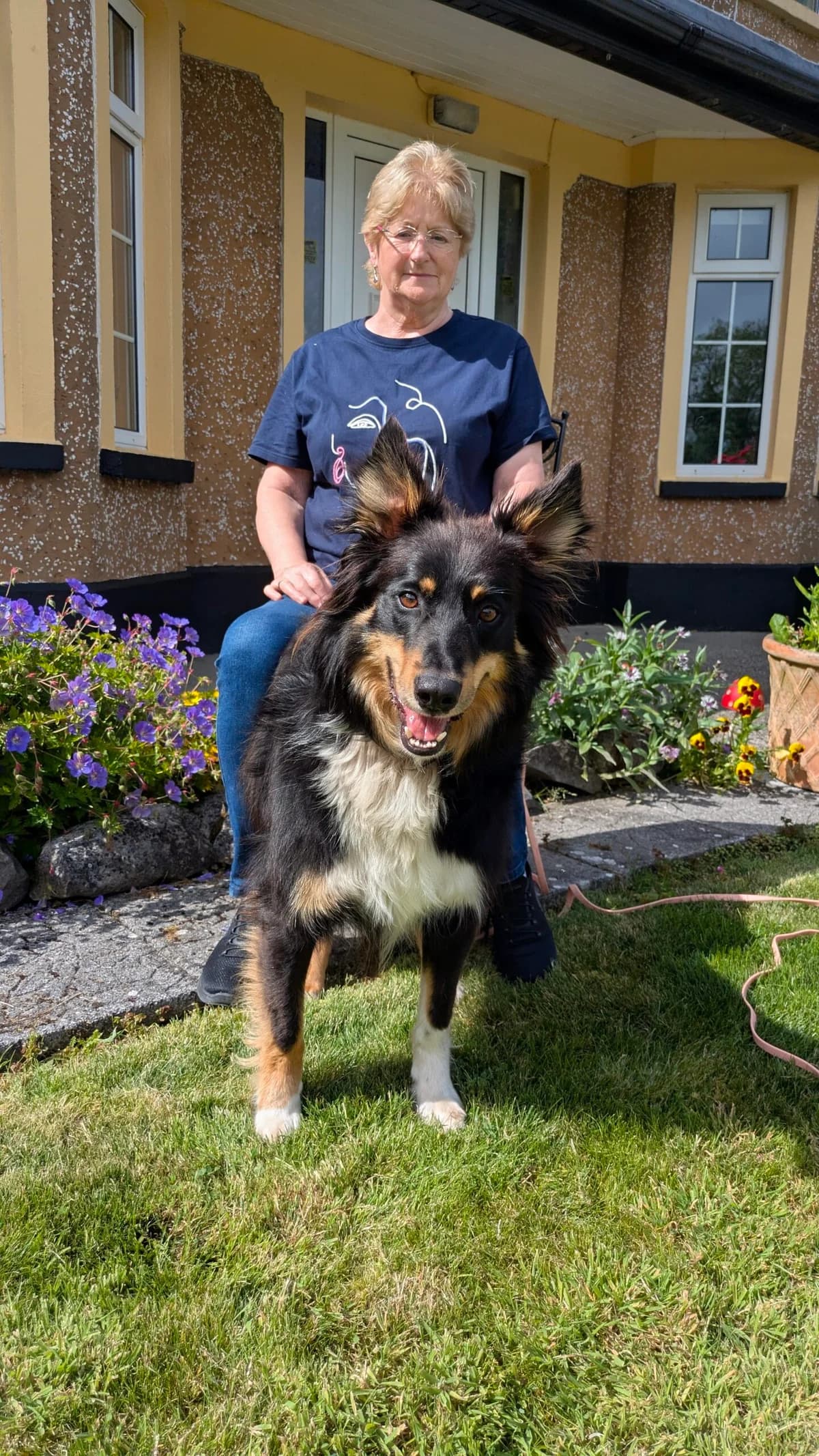 Rex, male 4yo Border Collie for adoption at Hundar Utan Hem, Stockholm