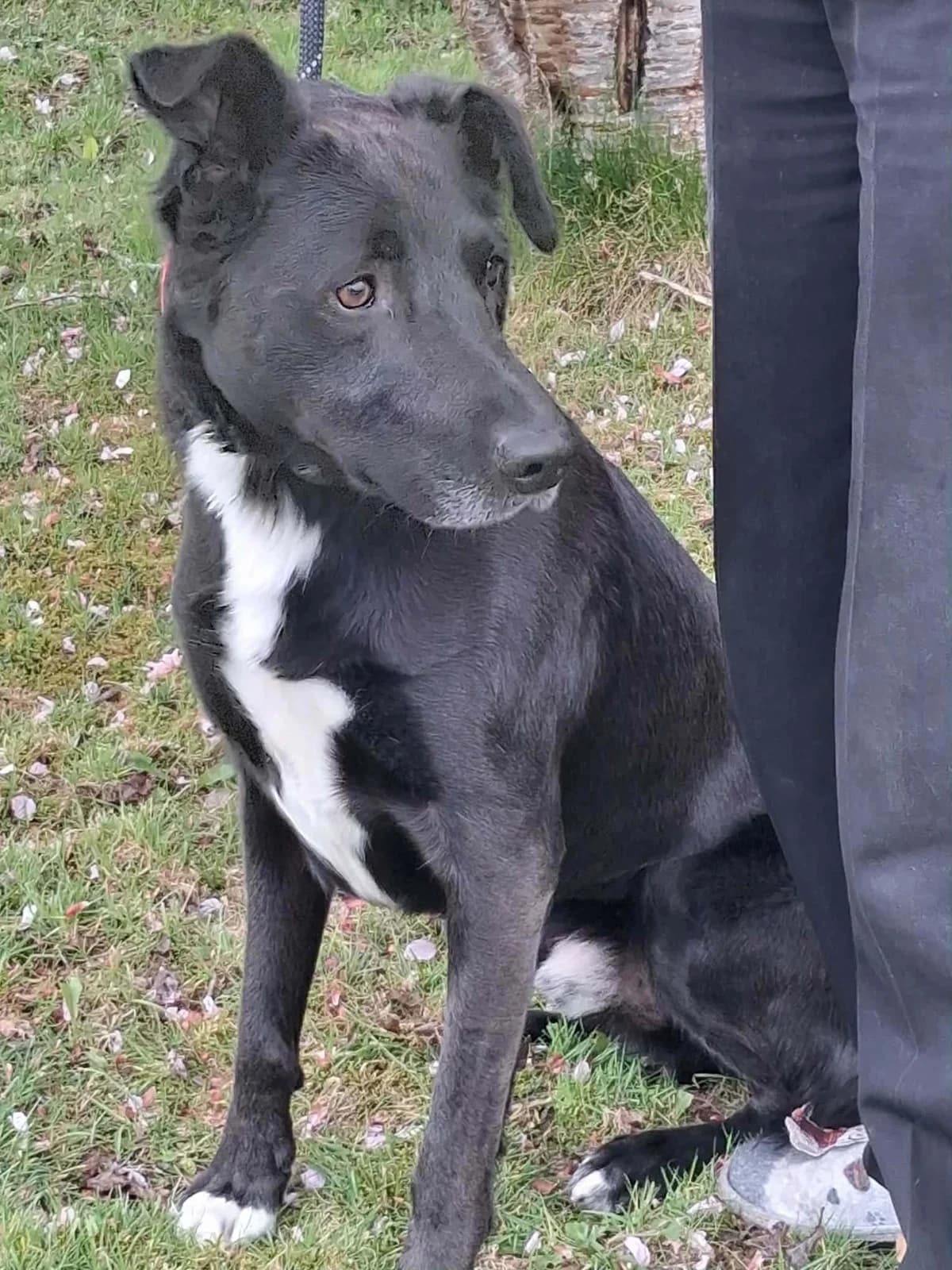 Roy, male young mixed breed for adoption at Hundar Utan Hem, Stockholm