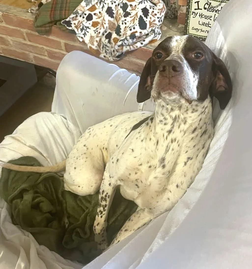 Ted, male 5yo Pointer for adoption at Hundar Utan Hem, Stockholm