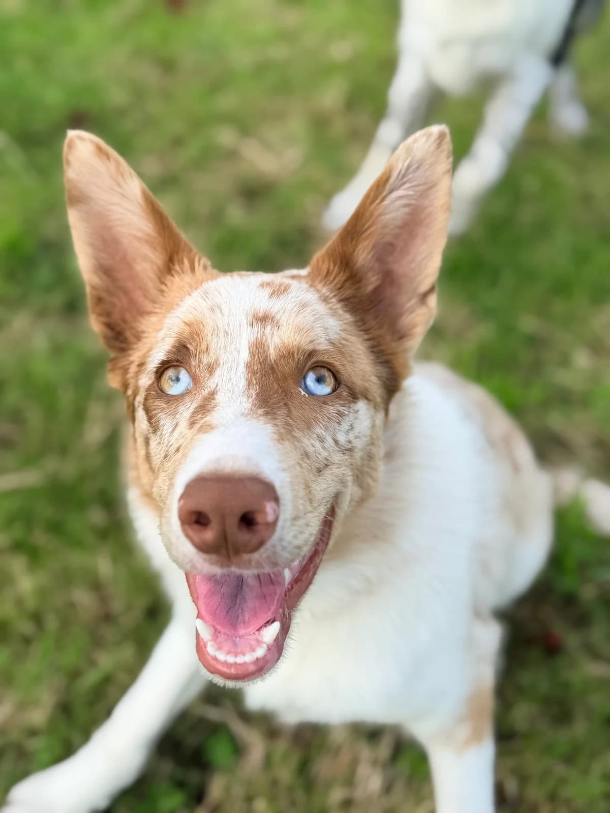 Thor, male puppy Border Collie for adoption at Hundar Utan Hem, Stockholm