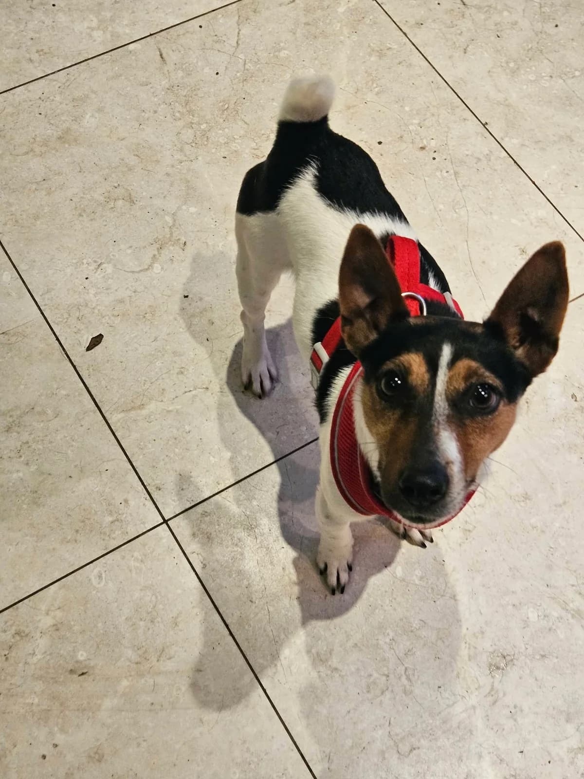 Toby, gra male puppy Jack Russell Terrier for adoption at Hundar Utan Hem, Stockholm