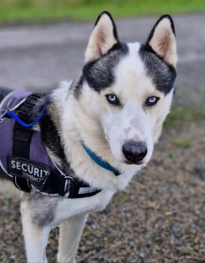 Togo, male young Husky for adoption at Hundar Utan Hem, Stockholm