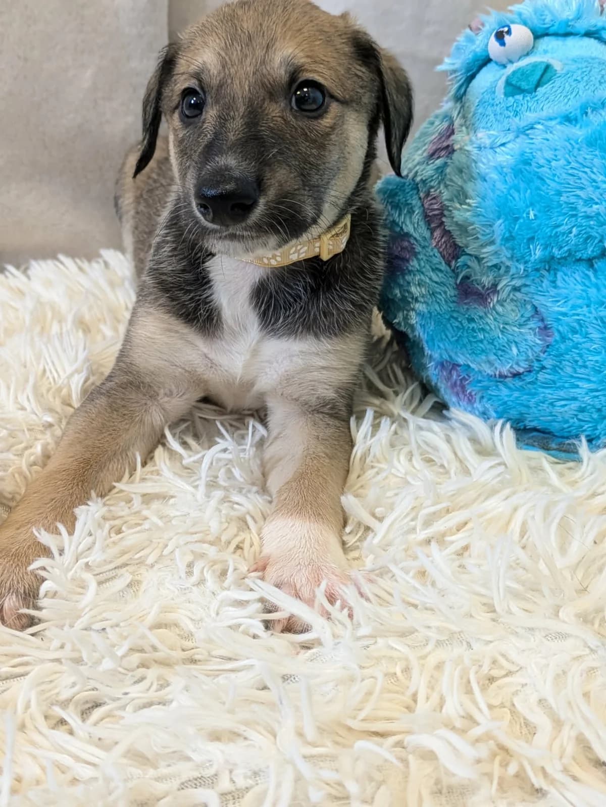Vigo, male puppy Saluki for adoption at Hundar Utan Hem, Stockholm