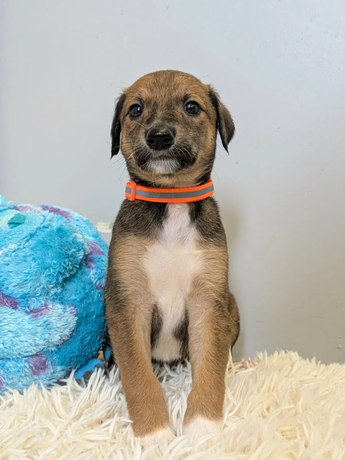 Vito, male puppy Saluki for adoption at Hundar Utan Hem, Stockholm