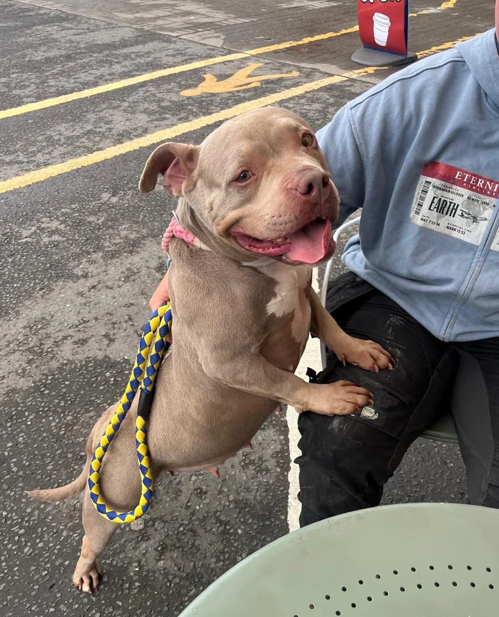 Xena, female 6yo Staffordshire Bull Terrier for adoption at Hundar Utan Hem, Stockholm