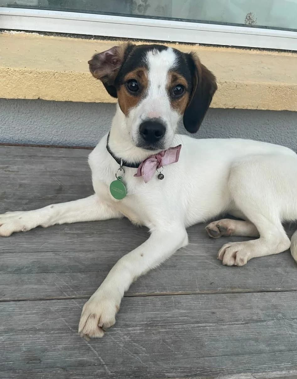 Zoe, female young Jack Russell Terrier for adoption at Hundar Utan Hem, Stockholm