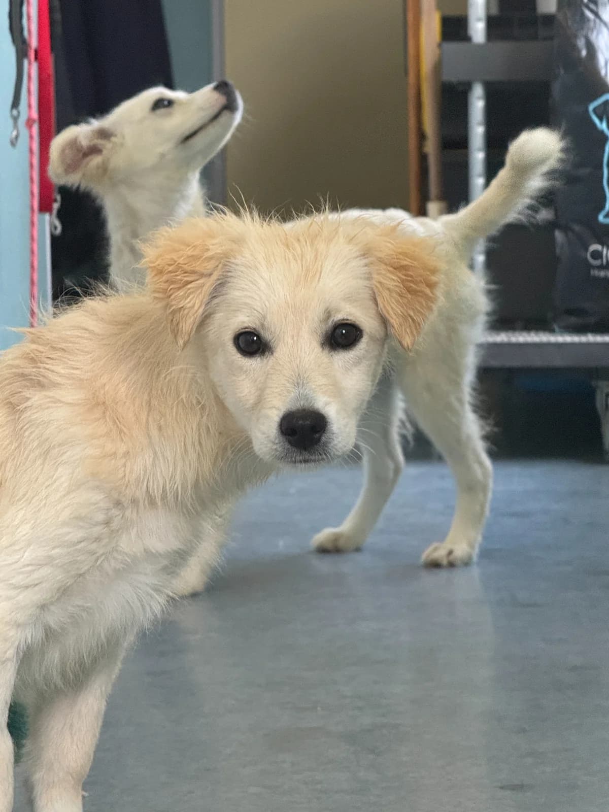 Agata, female puppy Mixed Breed for adoption at Hundhjälpen, Stockholm