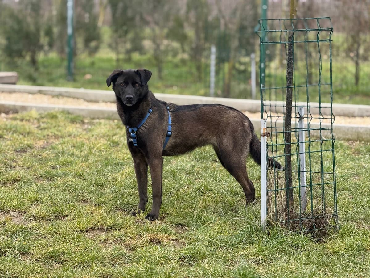 Akela, gra female 3yo Mixed Breed for adoption at Hundhjälpen, Stockholm