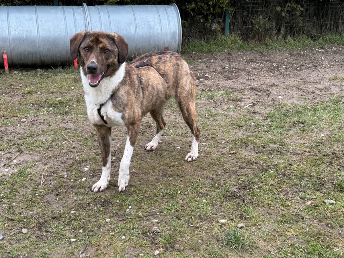 Alan, gra male 4yo Mixed Breed for adoption at Hundhjälpen, Stockholm